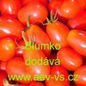 Rajče tyčkov&eacute; Blumko