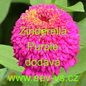 Ost&aacute;lka sličn&aacute;, lep&aacute; Zinderella Purple