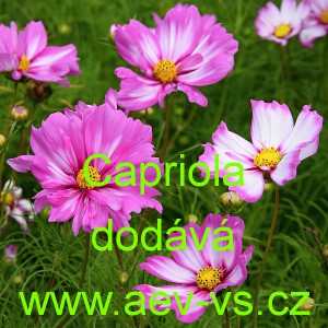 Kr&aacute;senka zpeřen&aacute; Capriola