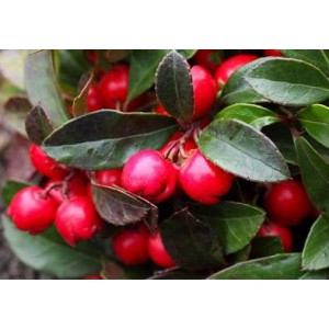 Libavka pol&eacute;hav&aacute; Speedy Baron