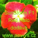 Barv&iacute;nek růžov&yacute; SunStorm F1 Red Halo