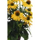 Třapatka nachov&aacute; PollyNation Yellow