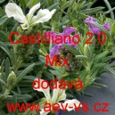 Levandule hl&aacute;vkovit&aacute; francouzsk&aacute;, korunkat&aacute; Castilliano 2.0 Mix