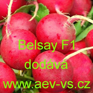 Ředkvička hybridn&iacute; letn&iacute; Belsay F1