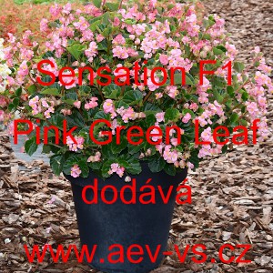 Kysala mezidruhov&aacute; Sensation F1 Pink Green Leaf