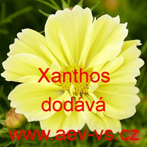 Kr&aacute;senka zpeřen&aacute; Xanthos 