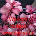 Rozchodn&iacute;k pochybn&yacute; Voodoo