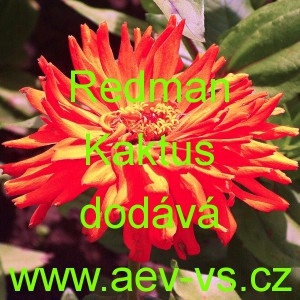 Ost&aacute;lka sličn&aacute;, lep&aacute; Redman Kaktus 