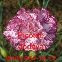 Hvozd&iacute;k karafi&aacute;t Picotee