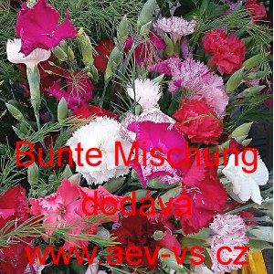 Hvozd&iacute;k karafi&aacute;t Bunte Mischung