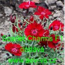 Hvozd&iacute;k karafi&aacute;t Scarlet Charms F1