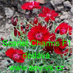 Hvozd&iacute;k karafi&aacute;t Scarlet Charms F1