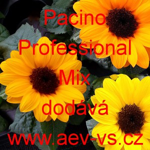 Slunečnice ročn&iacute; Pacino Professional Mix