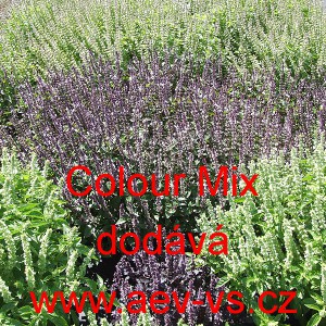 Bazalka prav&aacute; vonn&aacute; Colour Mix