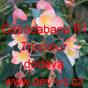 Kysala bolivijsk&aacute; převisl&aacute; Copacabana F1 Tricolor