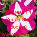 Pet&uacute;nie velkokvět&aacute; Express F1 Purple Star