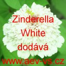 Ost&aacute;lka sličn&aacute;, lep&aacute; Zinderella White