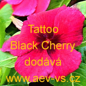 Barv&iacute;nek růžov&yacute; Tattoo Black Cherry
