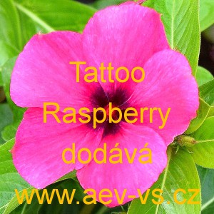 Barv&iacute;nek růžov&yacute; Tattoo Raspberry