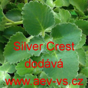 R&yacute;movn&iacute;k Silver Crest