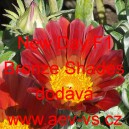 &Uacute;borovka z&aacute;řiv&aacute;, gaz&aacute;nie New Day F1 Bronze Shades