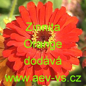 Ost&aacute;lka sličn&aacute;, lep&aacute; Zinnita Orange
