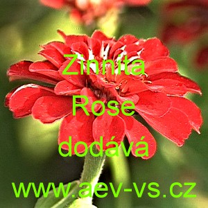 Ost&aacute;lka sličn&aacute;, lep&aacute; Zinnita Rose