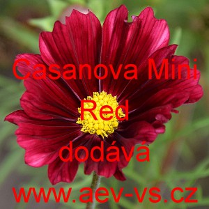 Kr&aacute;senka zpeřen&aacute; Casanova Mini Red