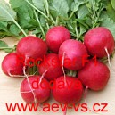 Ředkvička hybridn&iacute; celoročn&iacute; Rockstar F1