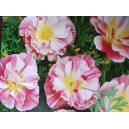 Sluncovka kalifornsk&aacute;, kalifornsk&yacute; m&aacute;k Thai Silk Appleblossom