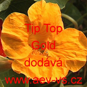 Lichořeři&scaron;nice men&scaron;&iacute;, peru&aacute;nsk&aacute; Tip Top Gold