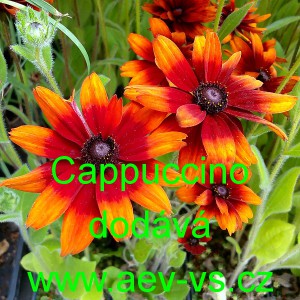 Třapatka srstnat&aacute; Cappuccino