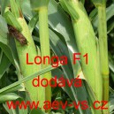 Kukuřice cukrov&aacute; hybridn&iacute; Longa F1