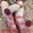 Řepa červen&aacute; sal&aacute;tov&aacute; hybridn&iacute; Lomako