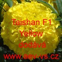Aksamitn&iacute;k vzpř&iacute;men&yacute; Taishan F1 Yellow