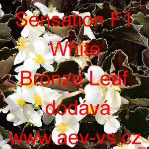 Kysala mezidruhov&aacute; Sensation F1 White Bronze Leaf