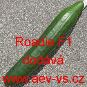 Okurka set&aacute; sal&aacute;tov&aacute; hybridn&iacute; "hadovka" do sklen&iacute;ku Roadie F1
