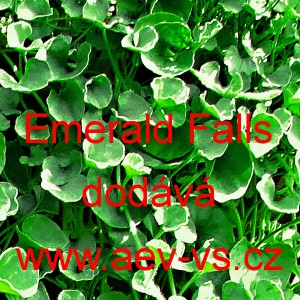 Dichondra plaziv&aacute; zelen&yacute; vodop&aacute;d Emerald Fals