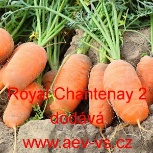 Mrkev obecn&aacute; Royal Chantenay 2