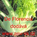 Fenykl obecn&yacute; řap&iacute;kat&yacute; De Florencia