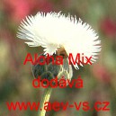 Chrpa americk&aacute;, pinarcha americk&aacute; Aloha Mix