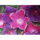 Pov&iacute;jnice nachov&aacute; Picotee Mix