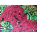 Hvozd&iacute;k bradat&yacute;, vousat&yacute;, Samtk&ouml;nigin