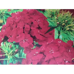 Hvozd&iacute;k bradat&yacute;, vousat&yacute;, Samtk&ouml;nigin