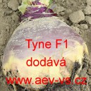 Tuř&iacute;n brukev řepka Tyne F1
