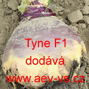 Tuř&iacute;n brukev řepka Tyne F1