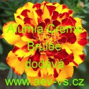 Aksamitn&iacute;k rozkladit&yacute; Alumia Creme Brul&eacute;e