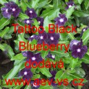 Barv&iacute;nek růžov&yacute; Tattoo Black Blueberry