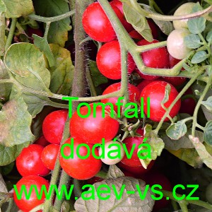 Rajče balkonov&eacute; Tomfall