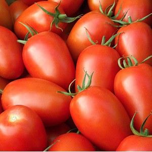 Rajče tyčkov&eacute; hybridn&iacute; Dubbo F1